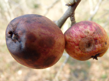 Fruits (pommes) de 3-4 cm de diamètre, comestibles mais aigres. Agrandir dans une nouvelle fenêtre (ou onglet)